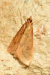 Udea ferrugalis