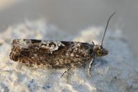 Pammene argyrana