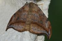 Drepana falcataria