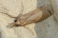 Euchromius ocellea