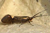Esperia sulphurella