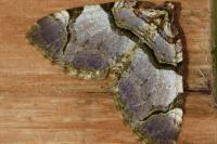 Anticlea derivata