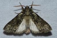 Polyploca ridens