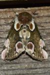 Thyatira batis