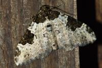 Xanthorhoe fluctuata