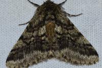Lycia hirtaria