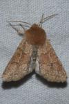 Orthosia miniosa