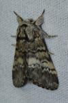 Drymonia ruficornis