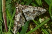 Agriopis leucophaearia