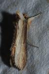Cucullia verbasci