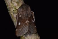 Eriogaster lanestris