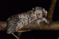 Drymonia ruficornis