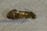 Dyseriocrania subpurpurella