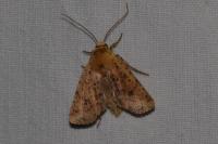 Conistra rubiginea
