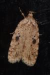 Agonopterix arenella