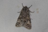 Acronicta megacephala
