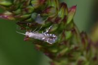 Glyphipterix simpliciella