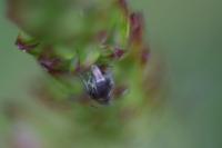 Glyphipterix simpliciella