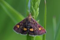 Pyrausta aurata