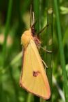 Diacrisia sannio