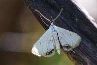Cataclysta lemnata