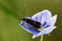 Cauchas fibulella