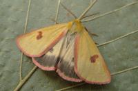 Diacrisia sannio