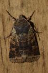 Spudaea ruticilla