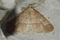 Phigaliohybernia marginaria