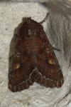 Lacanobia oleracea