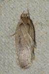 Agonopterix yeatiana