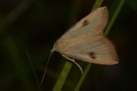 Rivula sericealis