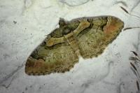 Catarhoe rubidata