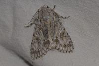 Acronicta aceris