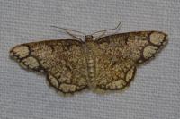 Stegania cararia