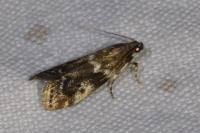 Assara terebrella