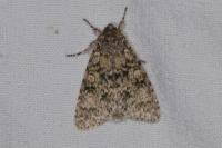 Acronicta megacephala