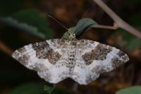 Epirrhoe rivata