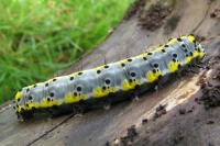 Diloba caeruleocephala