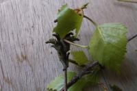 Endromis versicolora