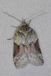 Nycteola siculana