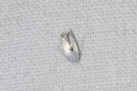 Pseudopostega auritella