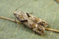 Caryocolum blandellum