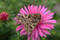 Sideridis rivularis