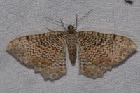 Rheumaptera undulata