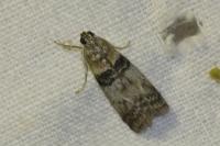 Sciota rhenella