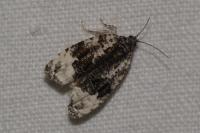 Apotomis turbidana