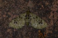 Chloroclystis v-ata