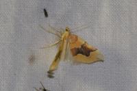Cidaria fulvata