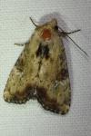 Apamea scolopacina